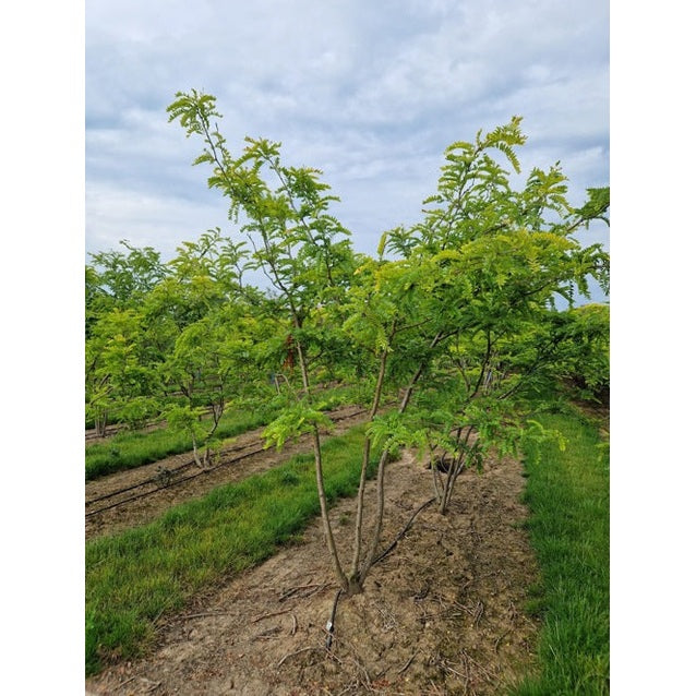 Korstörne - Gleditsia triacanthos 'Sunburst' 250-300 MS